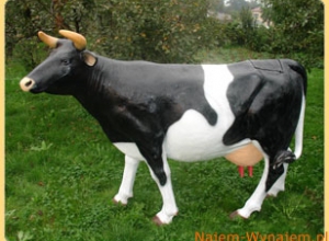 Krowa do dojenia